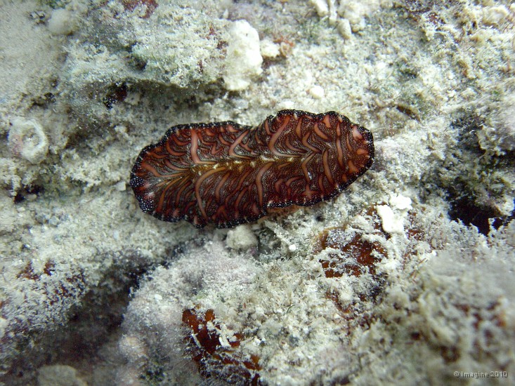 66- Planaire Pseudobiceros bedfordi 7cm - Ilot Mato.JPG